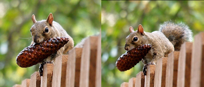 [Two photos spliced together of a squirrel sitting atop a wooden fence with a pinecone in its mouth. In the photo on the left the squirrel looks directly into the camera, so both eyes are visible in the image. The photo on the right has only the left side of the squirrel's face visible, but the fluffy silver and brown tail is visible in this image. The tail was behind the fence on the prior image. The pinecone looks like it is completely covered with sap.]
